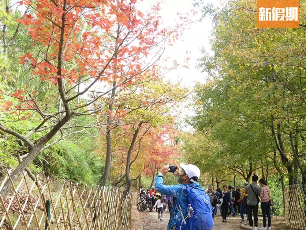 【大棠紅葉2022】賞楓路線推介！最新紅葉指數｜附交通＋周邊活動推介