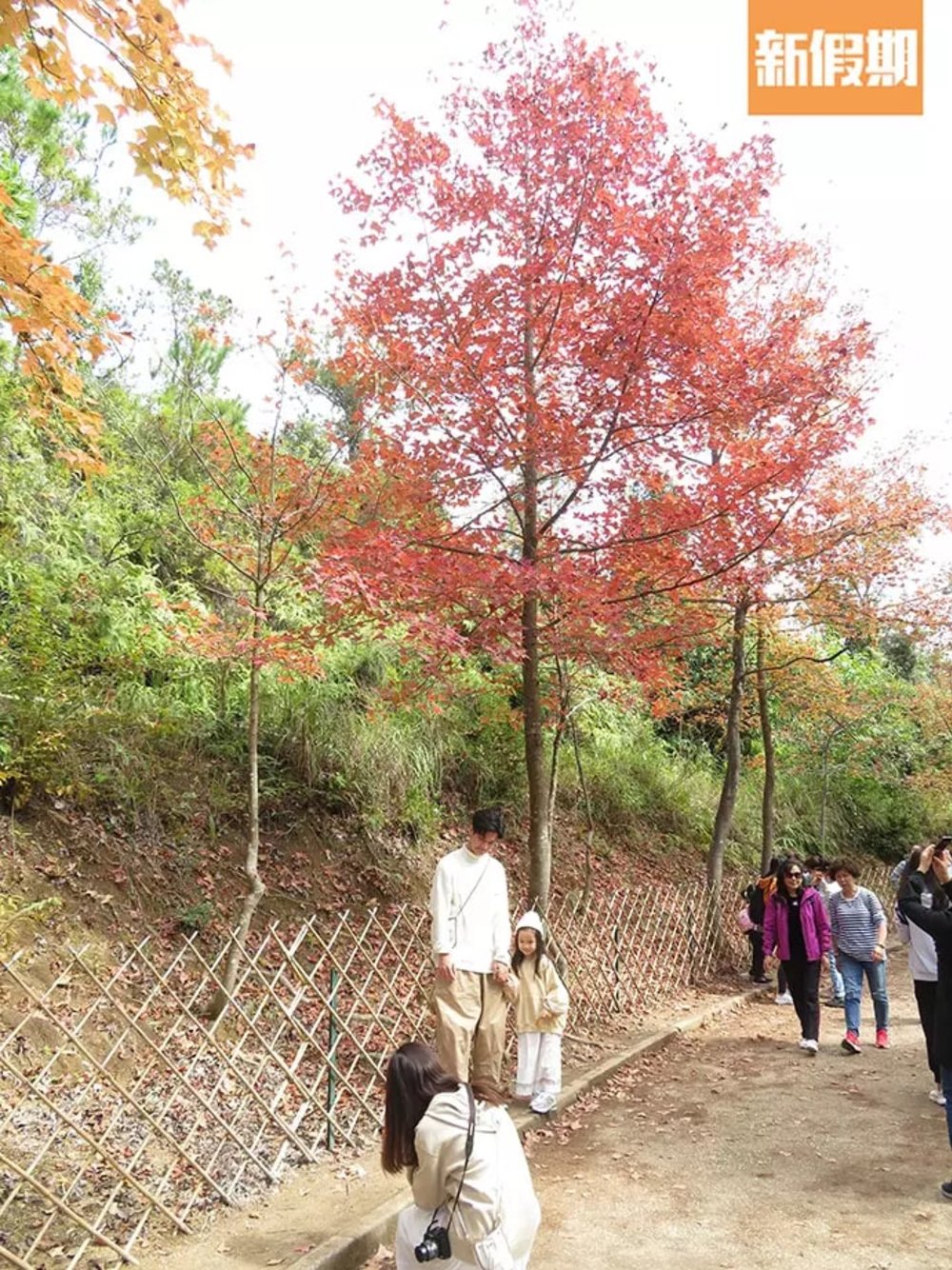 【大棠紅葉2022】賞楓路線推介！最新紅葉指數｜附交通＋周邊活動推介