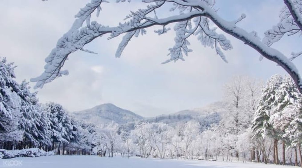 韓國賞雪推介  南怡島