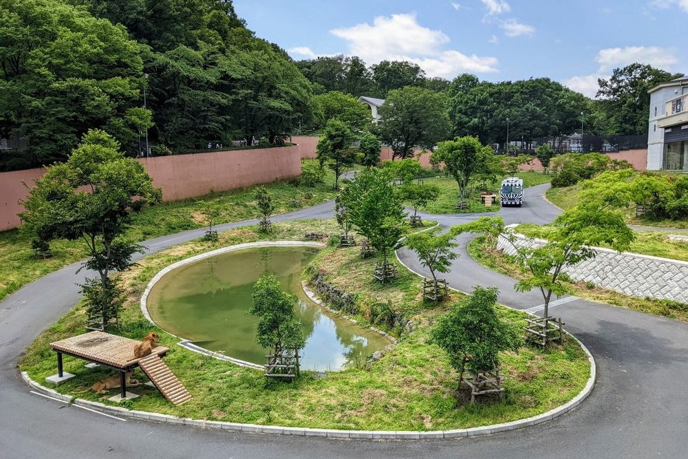 多摩動物公園 ライオン園