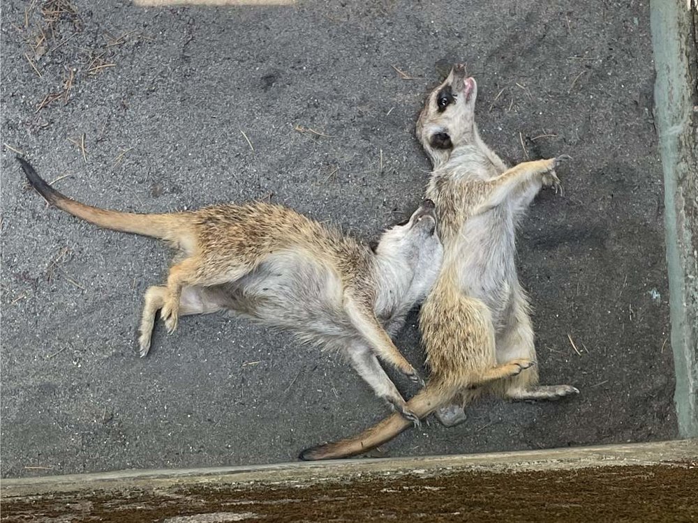 ヒノトントンZOO（羽村市動物公園） ミーアキャット
