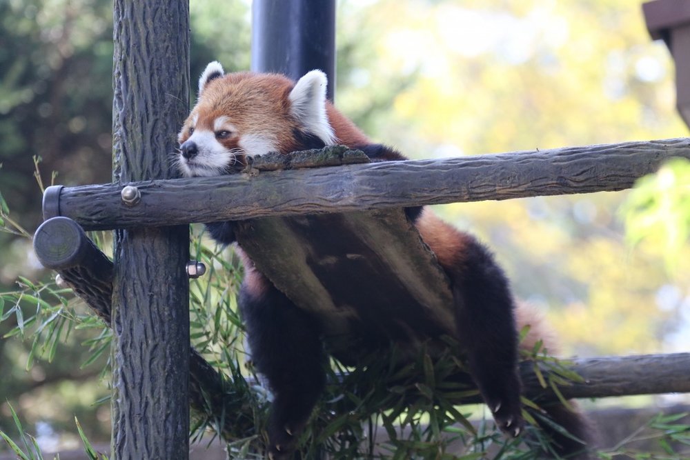 千葉市動物公園 レッサーパンダ
