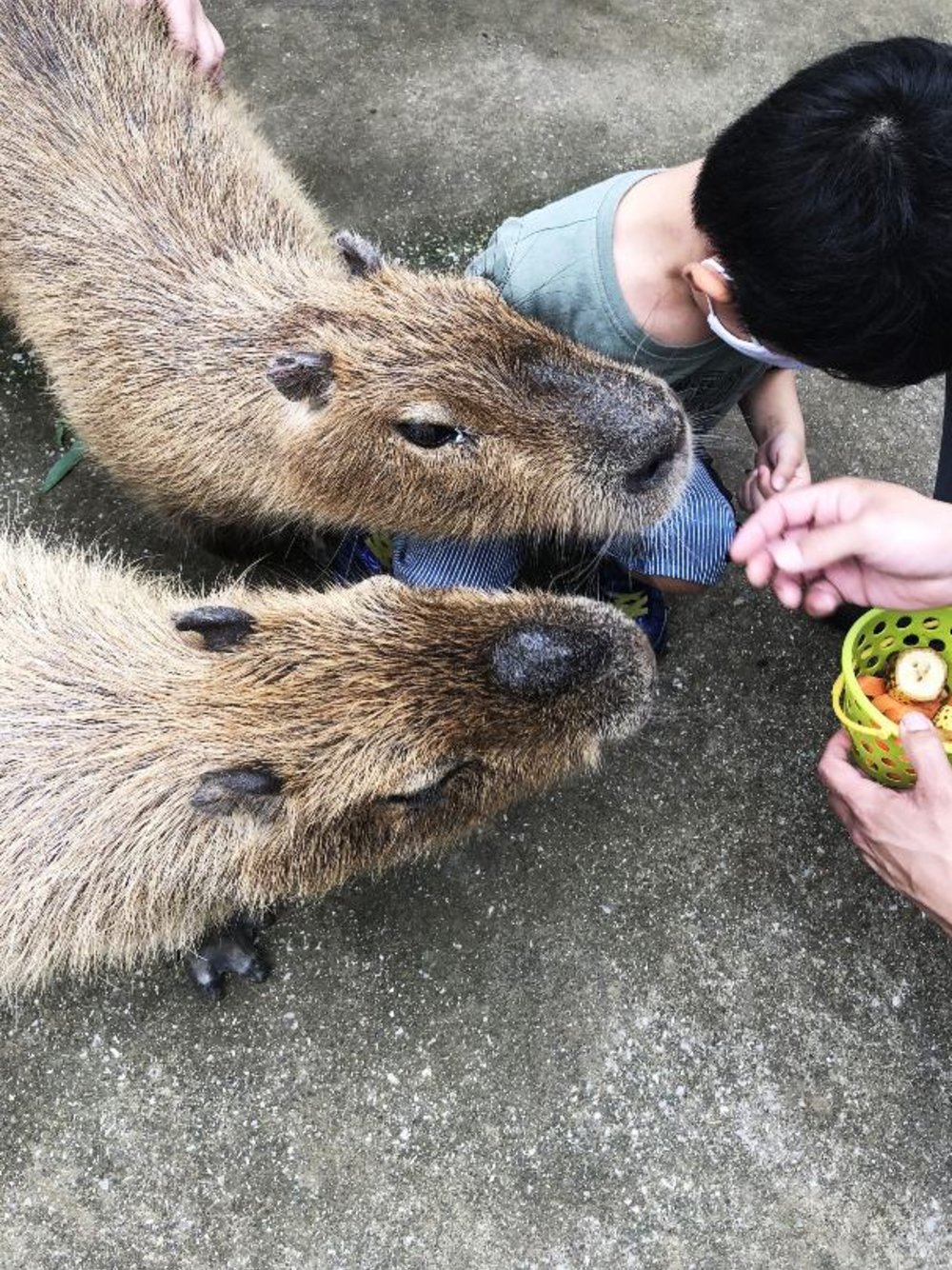 市原ぞうの国 カピバラ餌やり