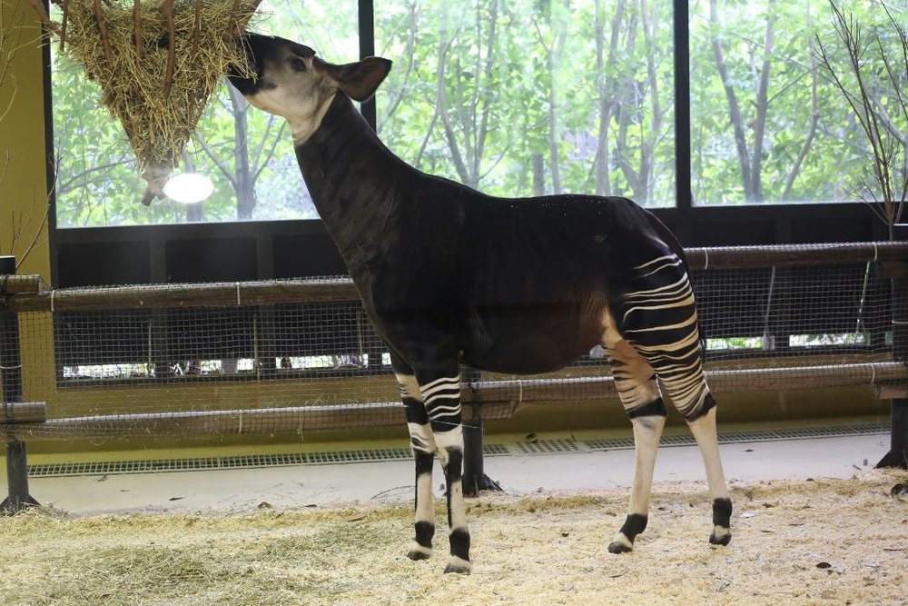 よこはま動物園ズーラシア オカピ