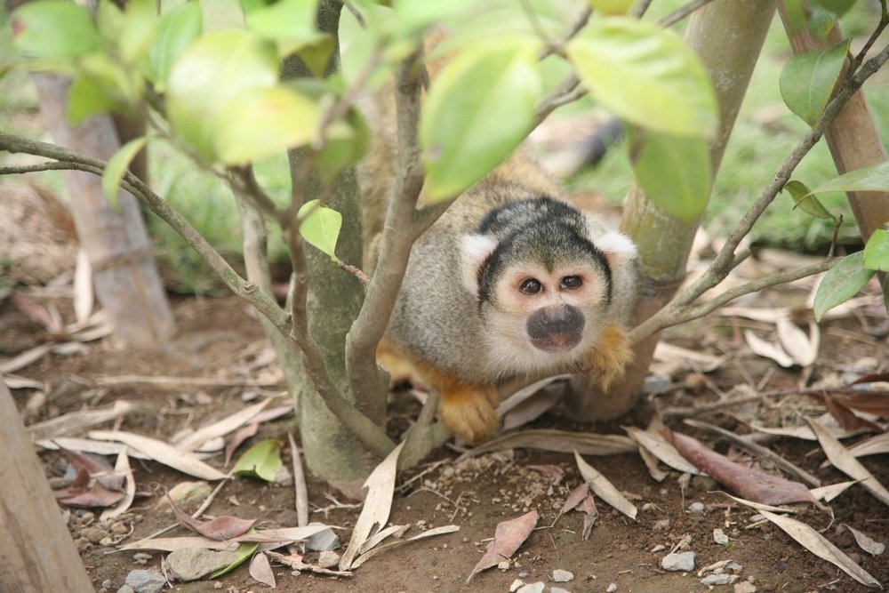 かみね動物園 コモンリスザル