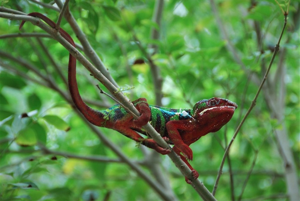 体感型動物園 iZoo カラフルなカメレオン
