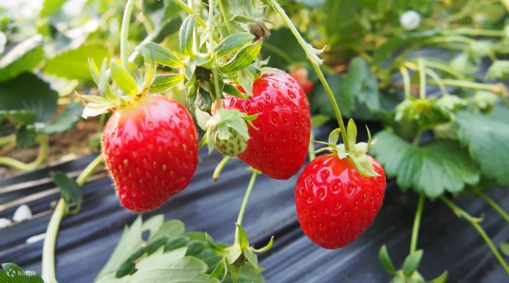 韓國冬季活動推介 摘士多啤梨 