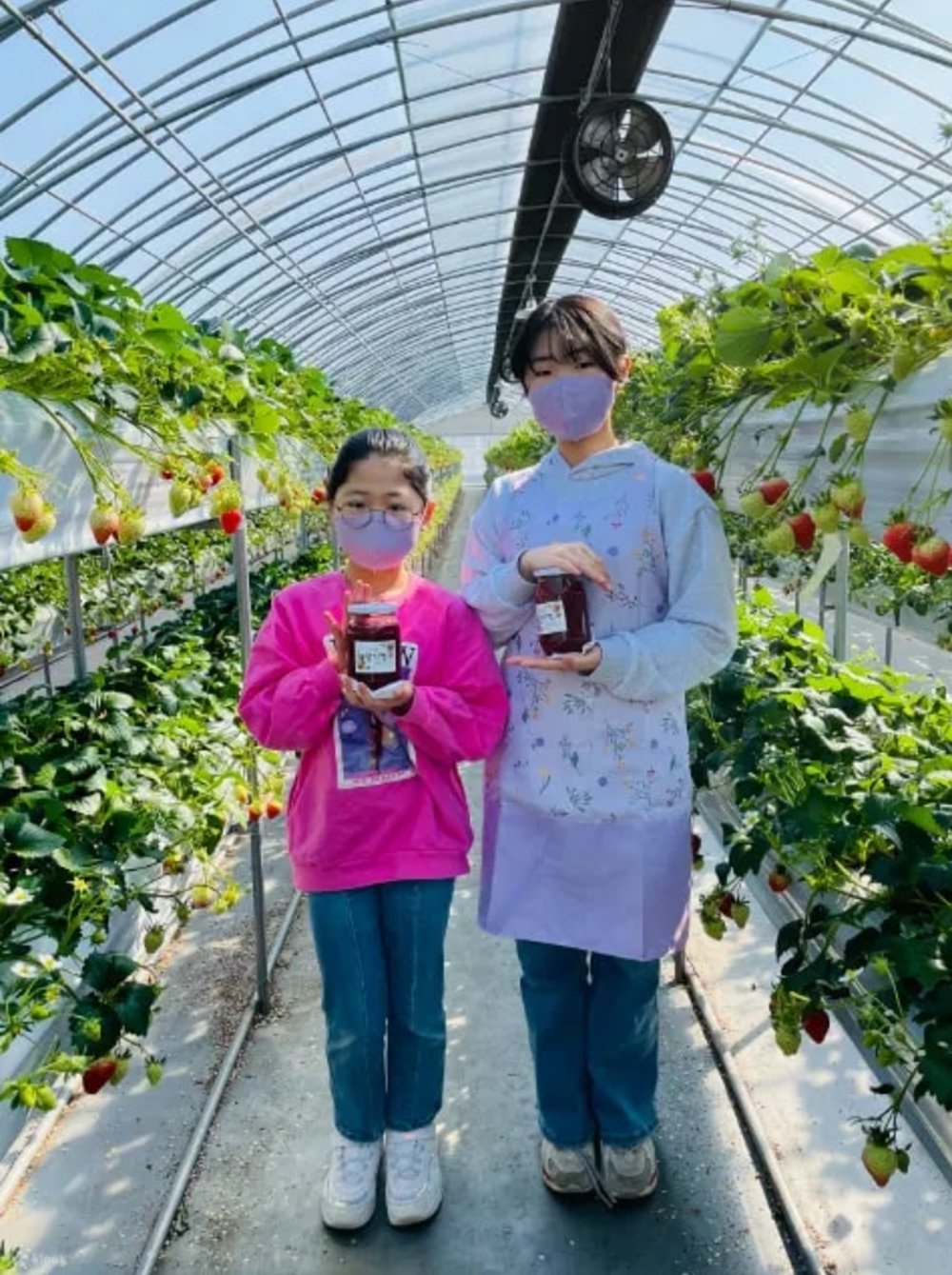 韓國冬季活動推介：摘士多啤梨