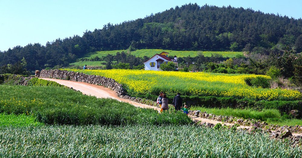 du-lich-han-quoc-mua-xuan