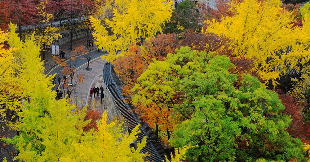 du-lich-han-quoc-mua-xuan