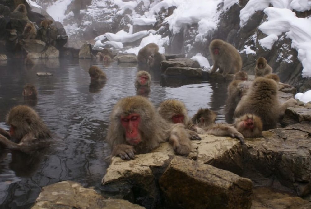 地獄谷野猿公苑 北海道