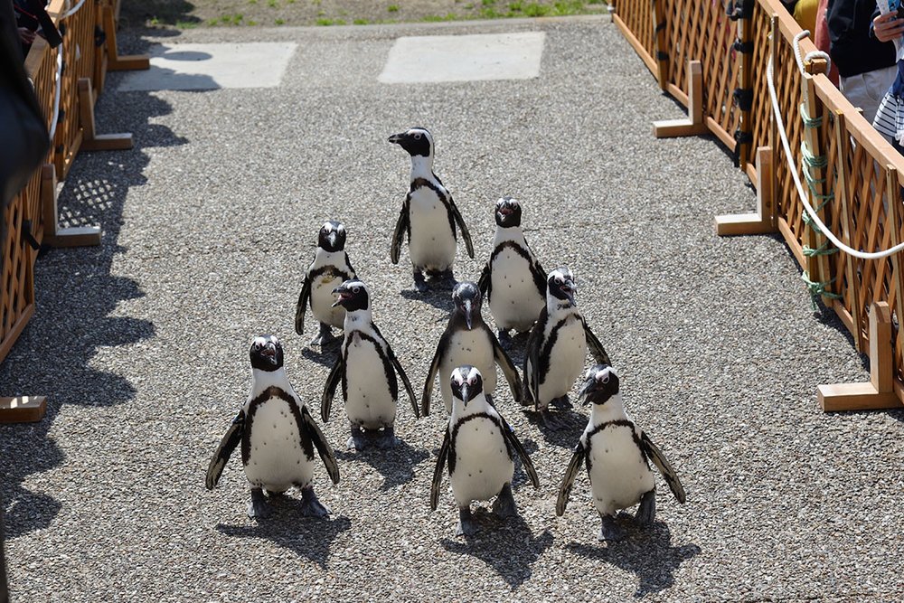 Port of Nagoya Public Aquarium Penguins
