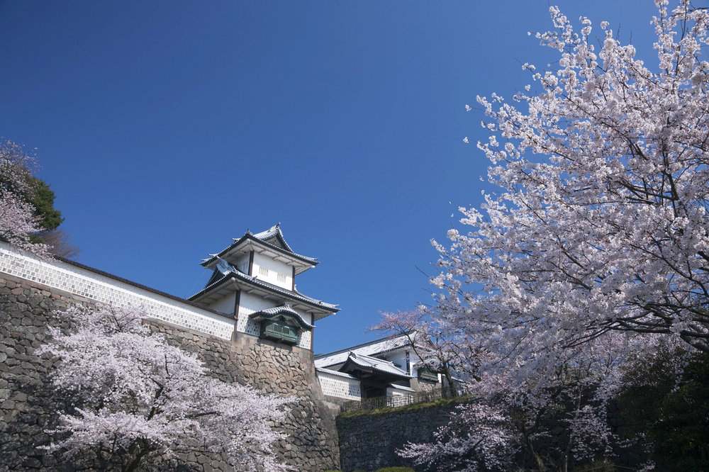 Kanazawa Castle Park Cherry Blossom