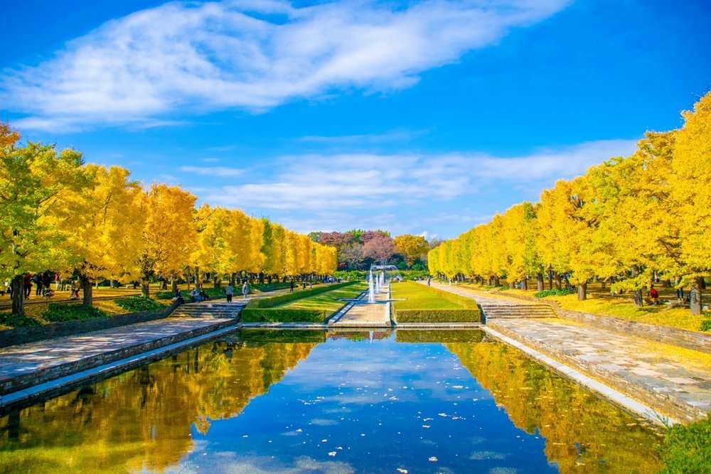 昭和記念公園 Showa Kinen Park