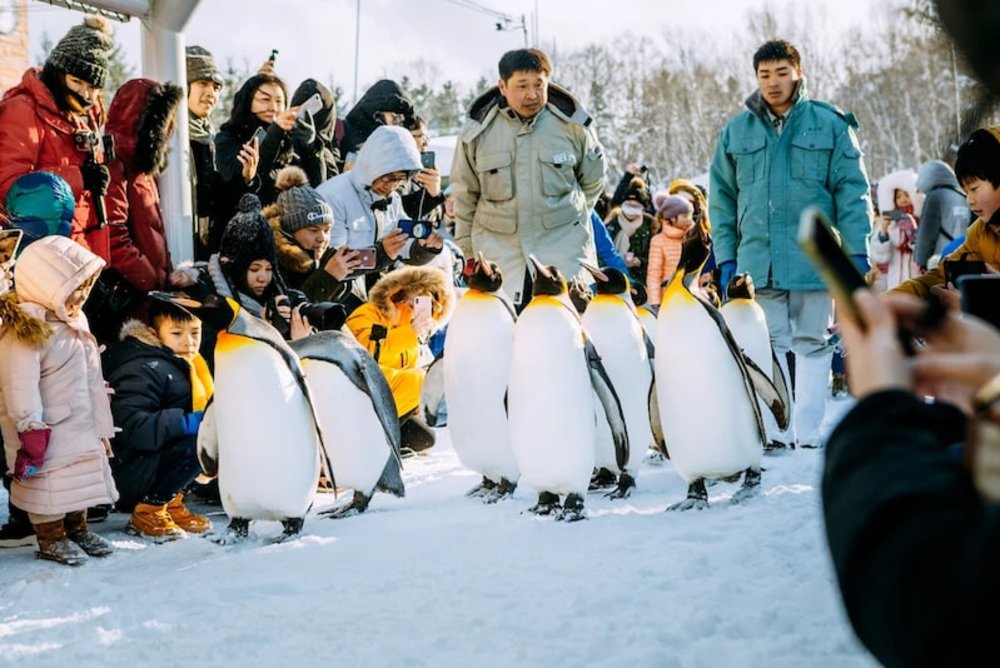 北海道景點旭山動物園