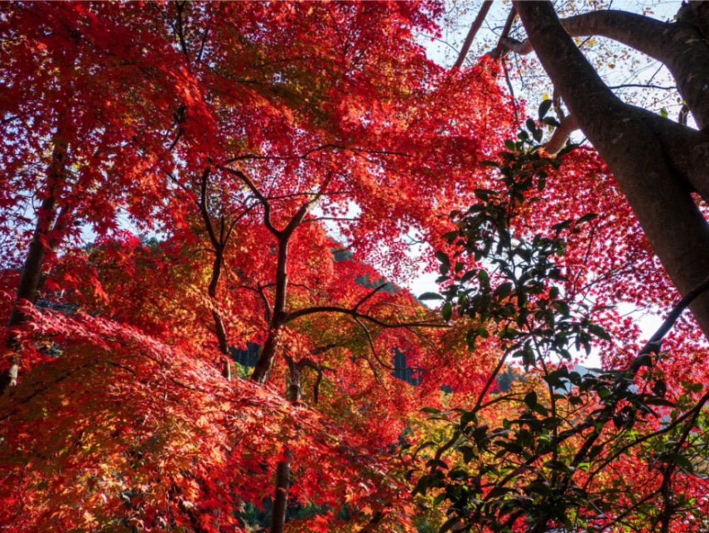 禦嶽山（禦岳峽）