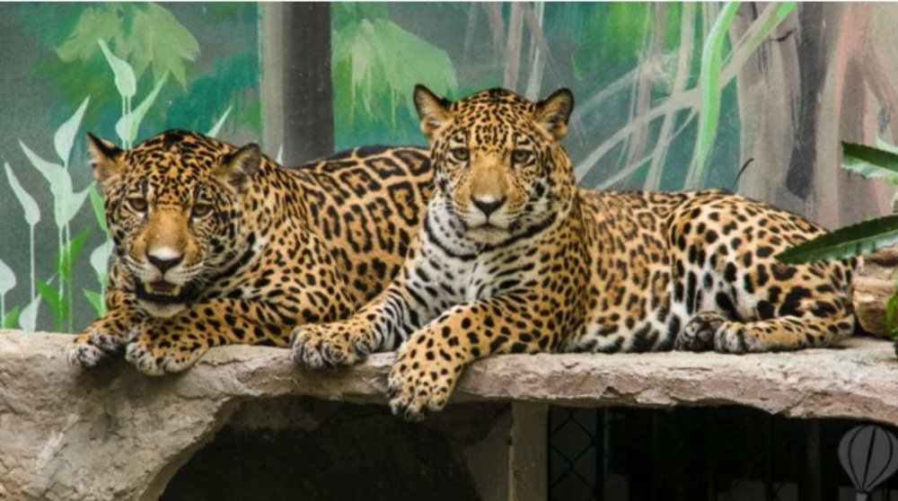 綠山野生動物園