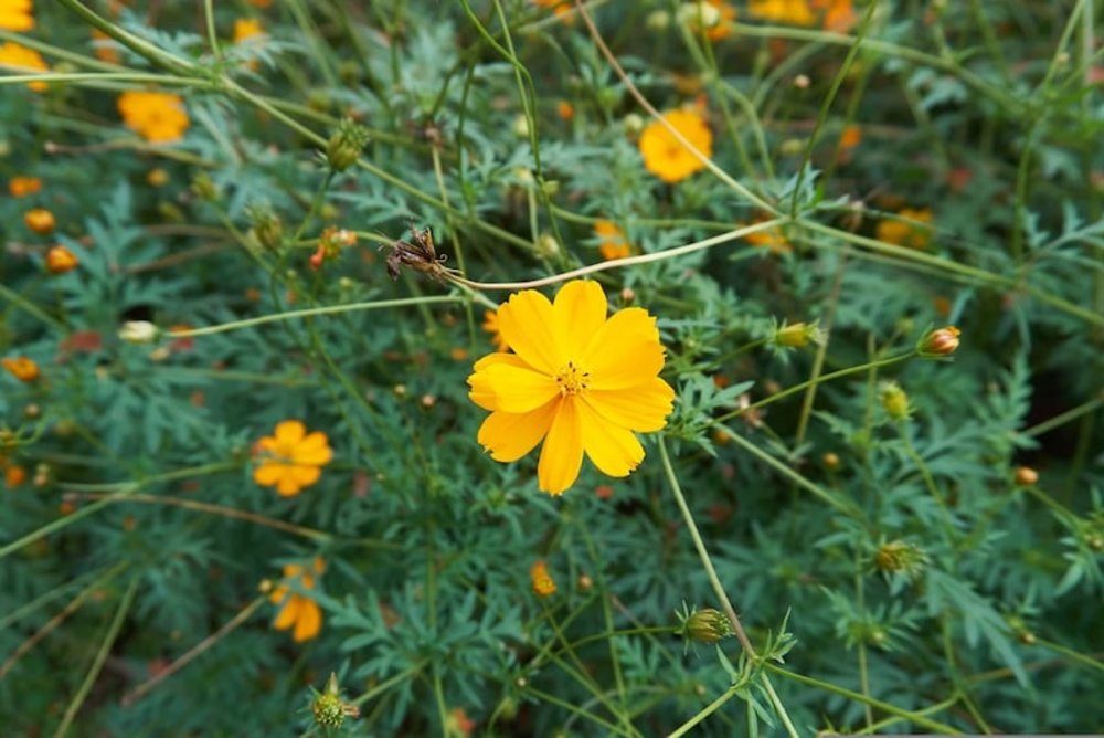 東京賞楓昭和紀念公園