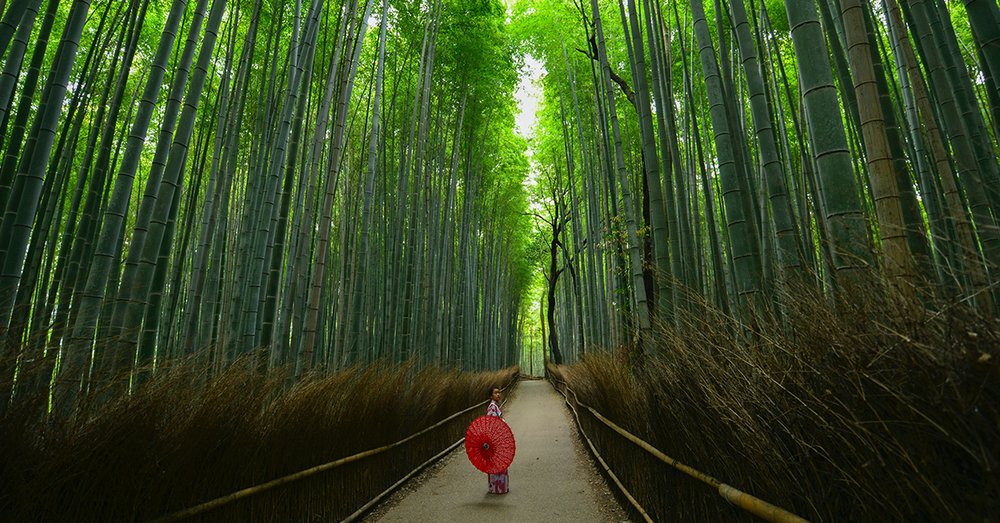 Rừng tre Arashiyama