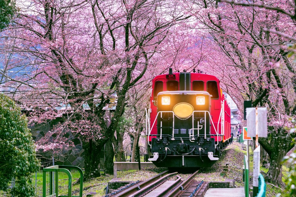 Train in Kyoto under sakura trees