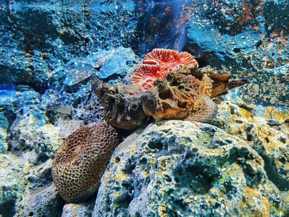 โซนจัดแสดงปะการัง