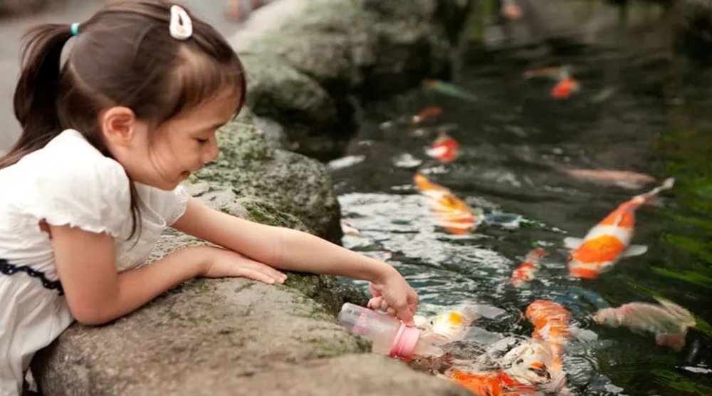 กิจกรรมป้อนอาหารให้กับปลาคาร์ฟ