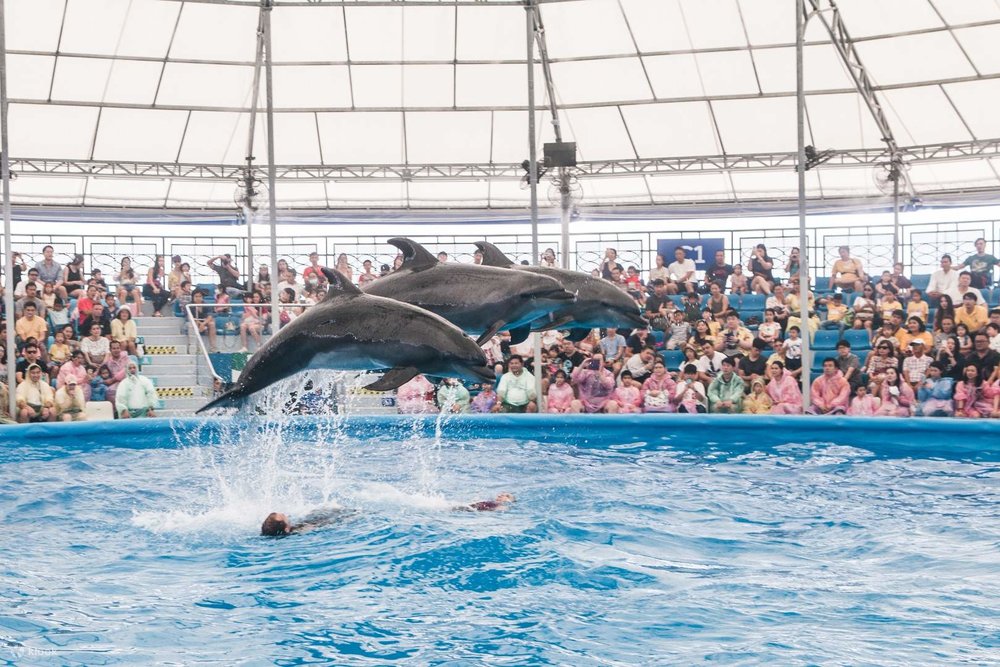 พัทยาดอลฟินาเรียม (Pattaya Dolphinarium) สถานที่ท่องเที่ยวใกล้กรุงเทพ