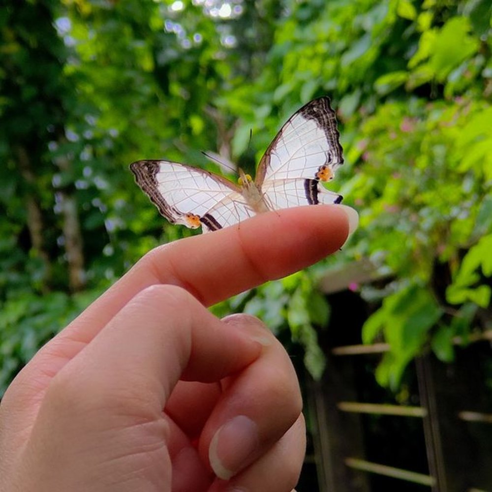 Entopia butterfly park penang