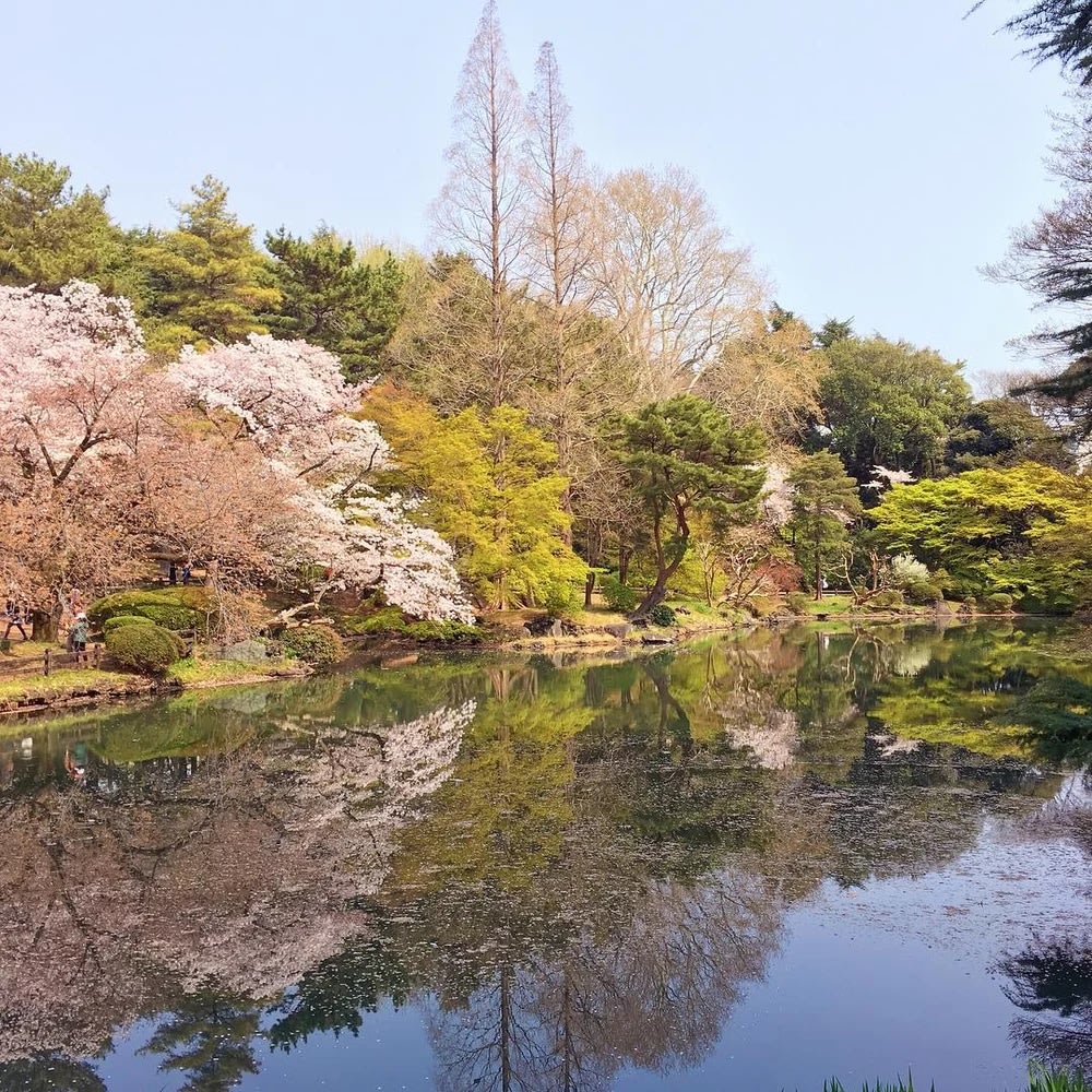 新宿御苑櫻花