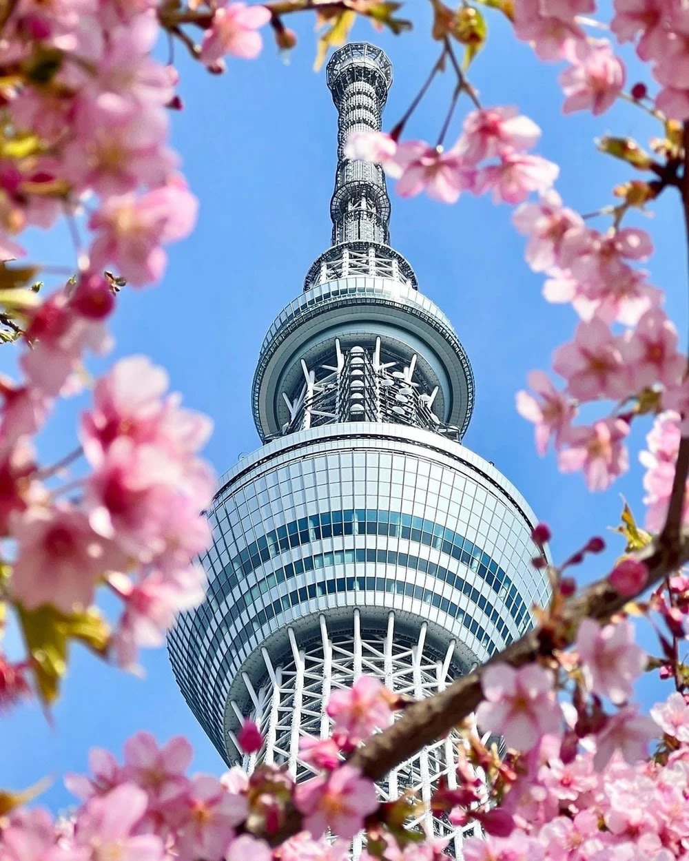 隅田公園晴空塔櫻花