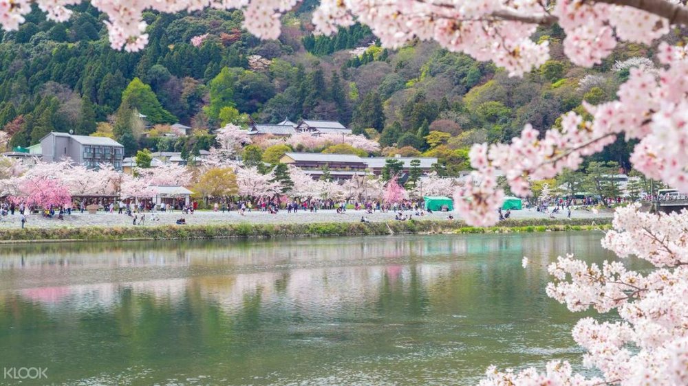 嵐山櫻花