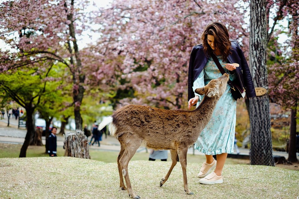 A woman feeding a deer at a park