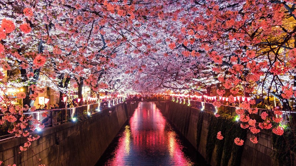 Catch the reflection of beautiful cherry blossoms over the Meguro River in Matsuno, Japan