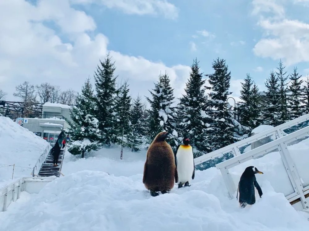 สวนสัตว์อะซาฮิยาม่า ในเมืองซัปโปโร ฮอกไกโด