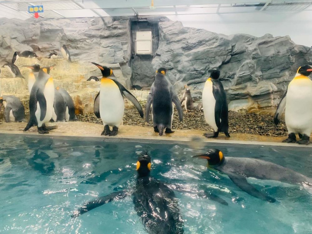 Asahiyama Zoo Ticket - Klook ประเทศไทย