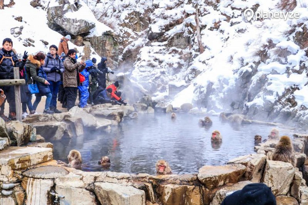 Jigokudani Monkey Park – Japan🎐
