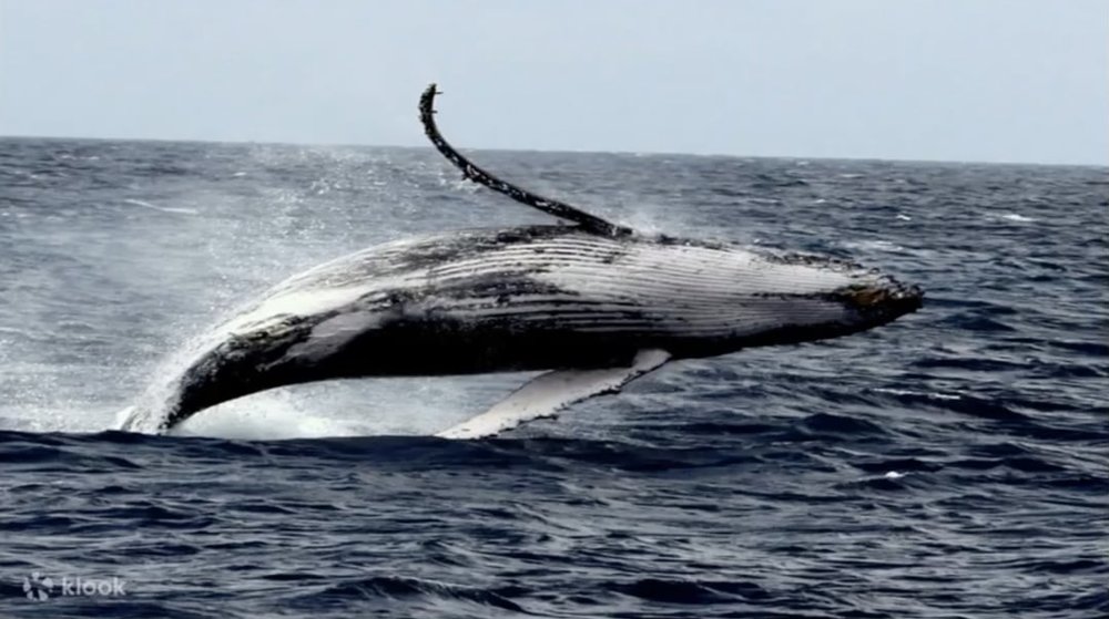 3冬の沖縄情報 whale watching Okinawa