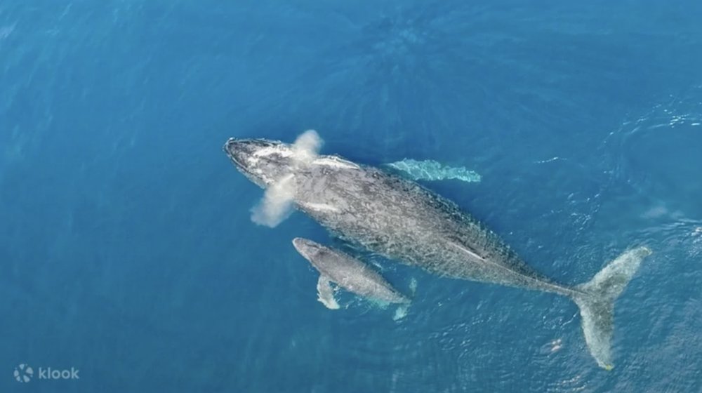 2022-23冬の沖縄情報 whale watching okinawa