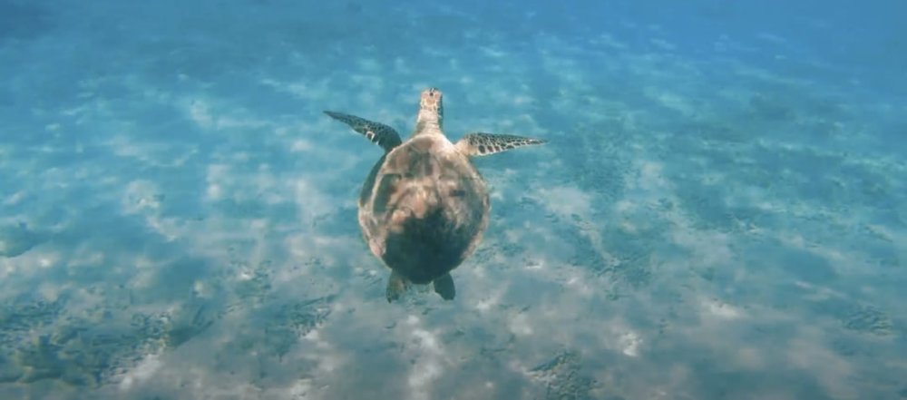 Okirip 2022-23冬の沖縄情報 sea turtle snorkeling