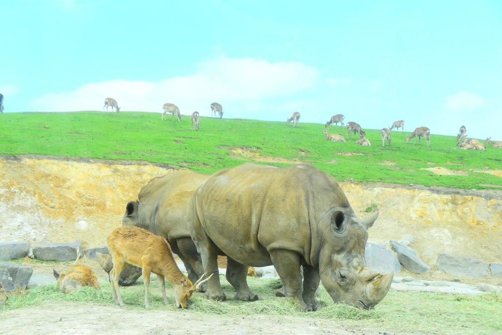 九州自然動物公園 アフリカンサファリ