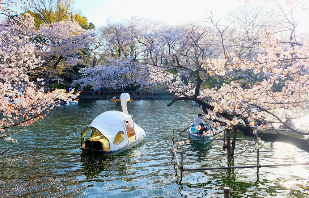 ความสวยงามของดอกซากุระ ที่สระน้ำในสวนอิโนะคาชิระ ในย่านคิชิโจจิ