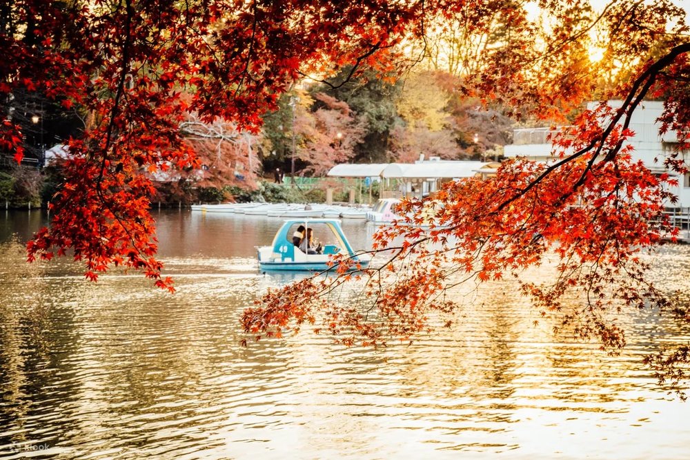 กิจกรรมยอดฮิตเพื่อชมความสวยงามของใบไม้เปลี่ยนสี ที่ สวนอิโนะคาชิระ