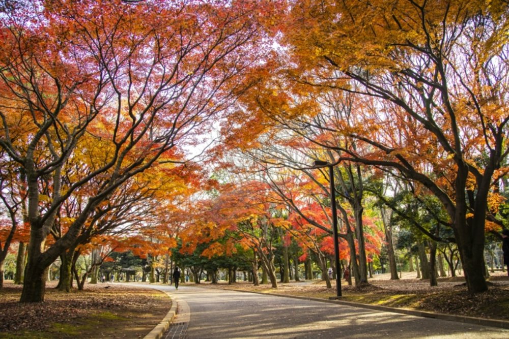 สวนโยโยงิ จุดรวมตัวที่น่าสนใจของเหล่าของคนเมืองโตเกียว