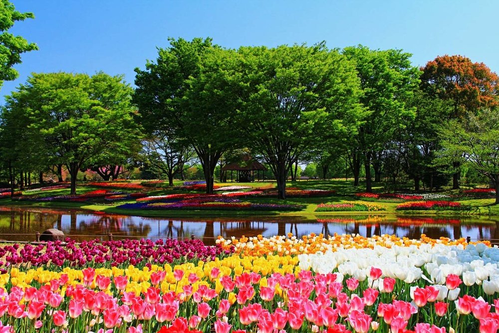 สวนอนุสรณ์โชวะ สวนที่มีพื้นที่รองรับทุกกิจกรรมของชาวโตเกียว