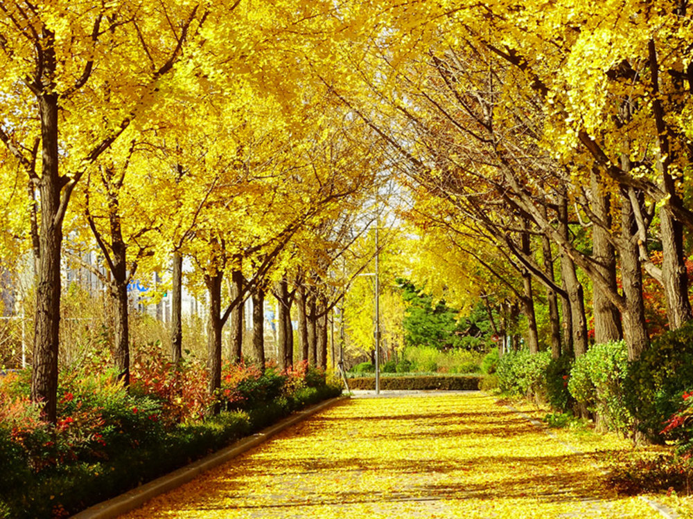ถนนต้นแปะก๊วยที่ปกคลุมไปด้วยใบไม้สีเหลืออร่าม ช่วงกลางเดือนพฤศจิกายน