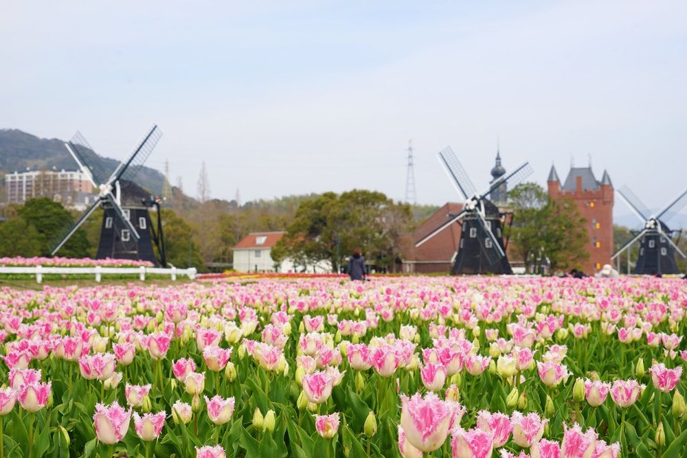 フラワーロード風車をバックにチューリップ