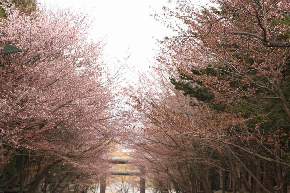 札幌賞櫻景點北海道神宮&圓山公園