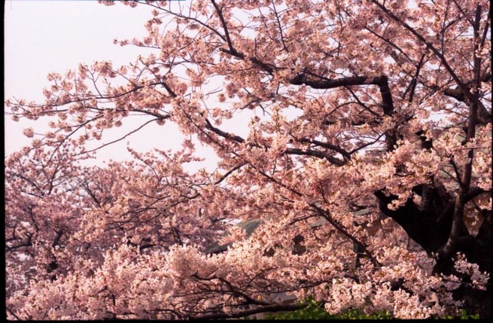 函館賞櫻景點：松前公園