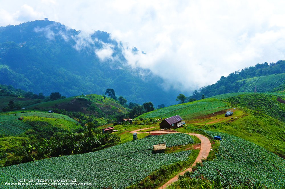 ไร่กะหล่ำปลีหัวกลมลูกโต จุดเช็กอินถ่ายรูปสุดฮิต | รูปภาพจาก travel.kapook.com