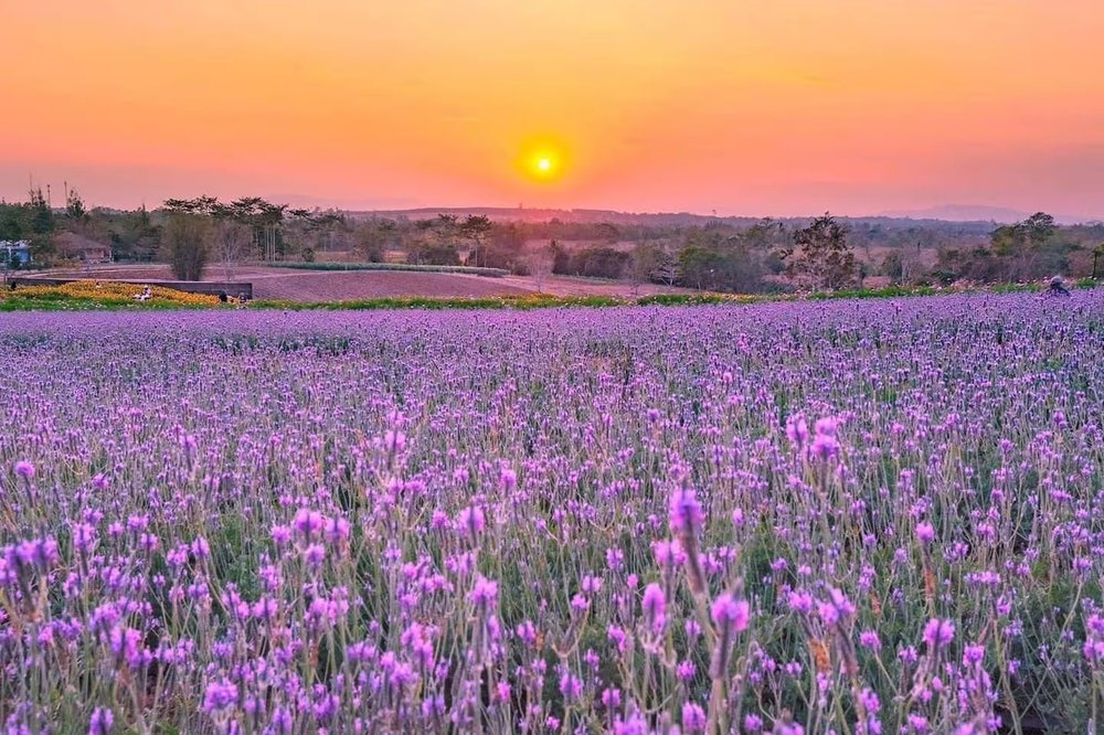 Chateau Chili & Laven De Brum ทุ่งราเวนเดอร์สวยสะพรั่ง ที่วังน้ำเขียว